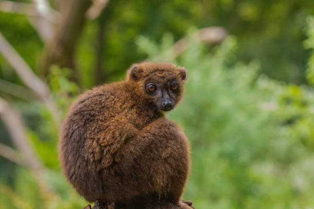 istock red-fronted brown lemur with long beautiful tail 1791873538