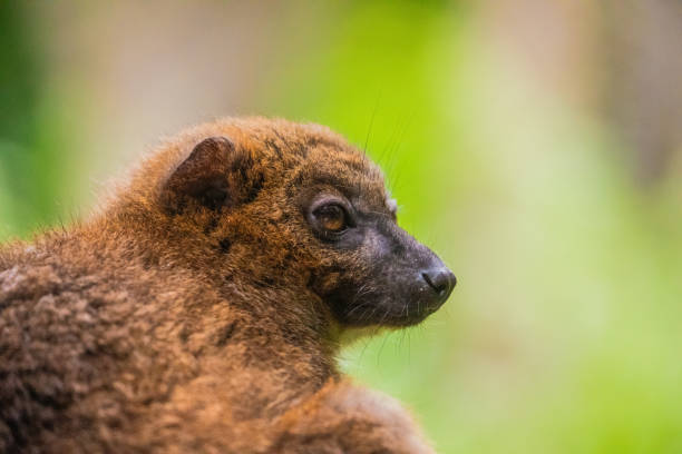 istock red-fronted brown lemur with long beautiful tail 1791874067