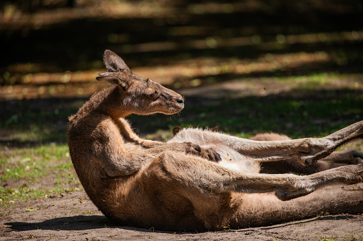 a large Australian kangaroo lies on green grass. Berlin zoo