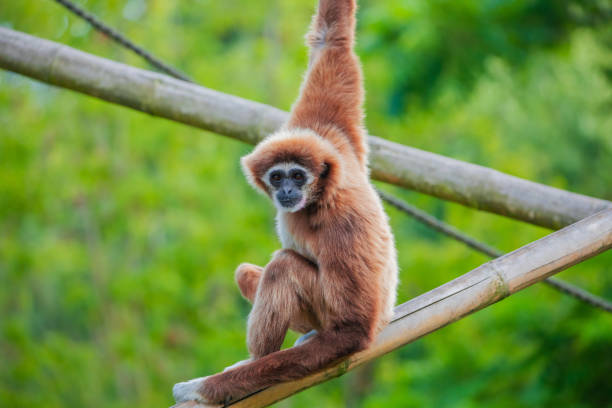 weißhandgibbon springt im wald. tier in freier wildbahn - gibbon rainforest animal ape stock-fotos und bilder