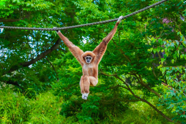 Young southern pig-tailed macaques monkey, Macaca Nemestrina sitting on a rope. The picture is taken in Sepilok in the north eastern part of Borneo. In Sepilok young orangutans are reintroduced into the wild nature and the macaques are feeding at the platforms in the jungle when the orangutans are finished eating