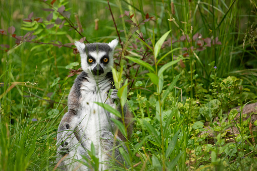 Ring-tailed lemur (Lemur catta) in zoo. Natural background. Endemic animal welfare concept. Funny cute animal