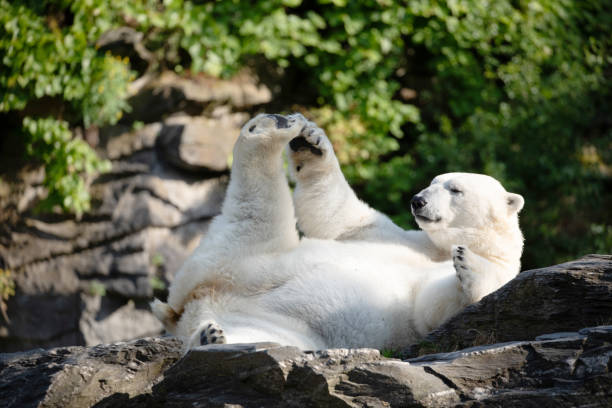 istock Funny polar bear. Polar bear sitting funny pose. 1791875705