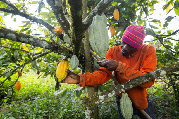 istock A farmer collects a cocoa pod from the tree during harvest 1791885726
