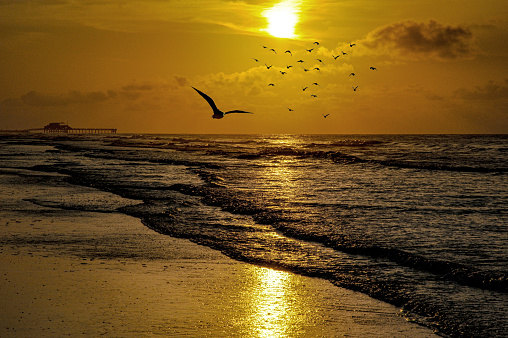 As dawn breaks over Galveston Beach, seagulls soar gracefully in the morning sky, their calls blending with the rhythmic sound of waves. The quiet seaside town begins to stir, revealing the beauty of a tranquil morning on the Texas coast