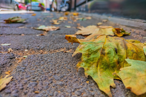 An autumn fallen yellow-green maple leaf lies on the sidewalk under the feet of passers-by, signaling the imminent approach of a cold winter. Seasons of weather, seasons, symbol, canadian flag