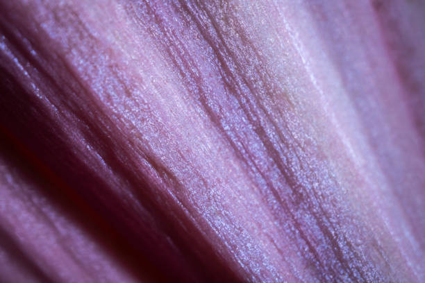 botany