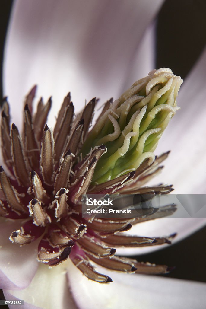 El centro de flor de magnolia - Foto de stock de Abstracto libre de derechos