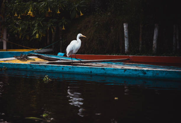 Trajineras and canals of Xochimilco Trajineras and canals of Xochimilco in Mexico, with a white heron on them. trajinera stock pictures, royalty-free photos & images