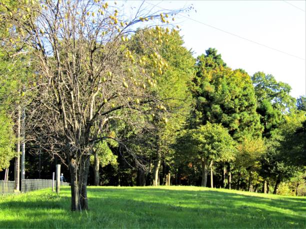istock Glade in front of the forest. 1791912127