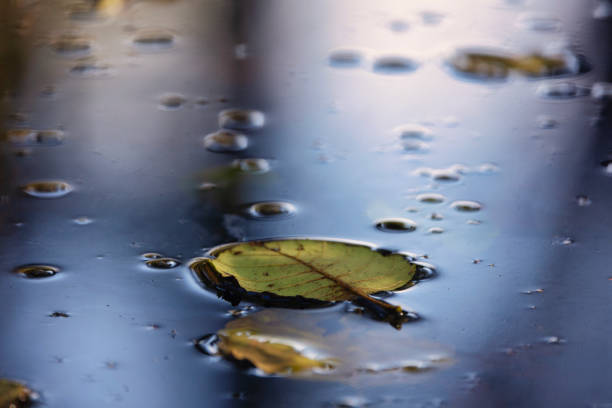 obraz liści na wodzie. - non urban scene standing water waterhole landscape zdjęcia i obrazy z banku zdjęć