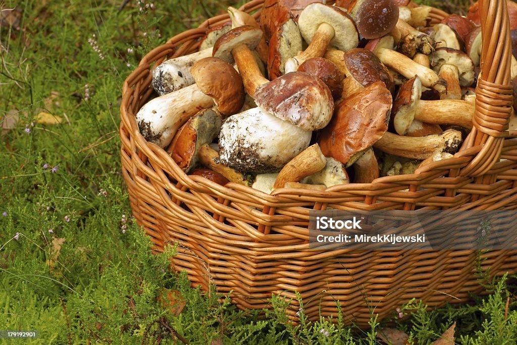 In rapida espansione, cesto di vimini pieno di funghi - Foto stock royalty-free di Ambientazione esterna