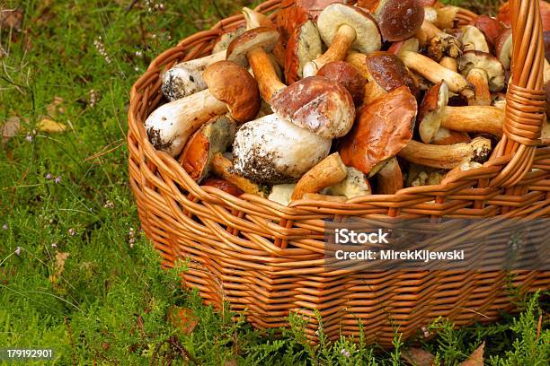 Mushrooming Wiklina Kosz Pełen Grzyby - zdjęcia stockowe i więcej obrazów Bez ludzi - Bez ludzi, Boletus, Botanika