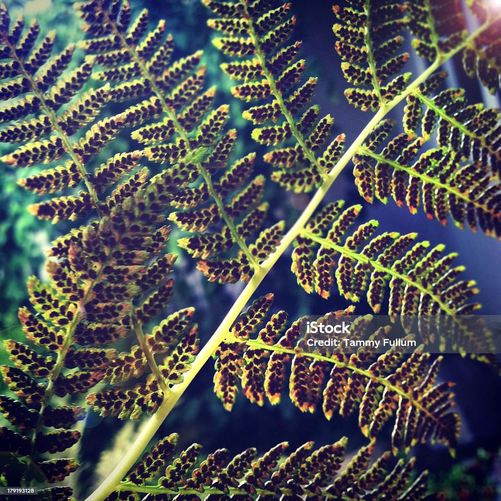 Close-Up Fern and Spores Fern in Nature, with Seeds  Branch - Plant Part Stock Photo