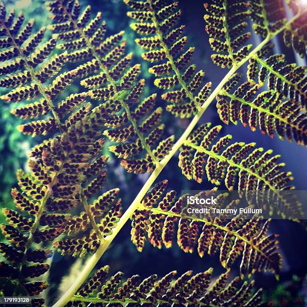 Closeup Fern And Spores Stock Photo - Download Image Now - Branch - Plant Part, Close-up, Extreme Close-Up