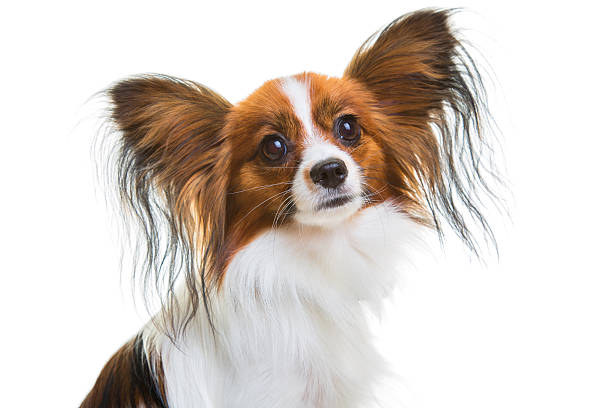 Small papillon dog with flower.