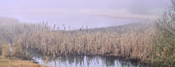 The edge of a misty lake with reed and wild flowers in wetland in sunlight at sunrise in summer, Almere, Flevoland, The Netherlands, August 25, 2021