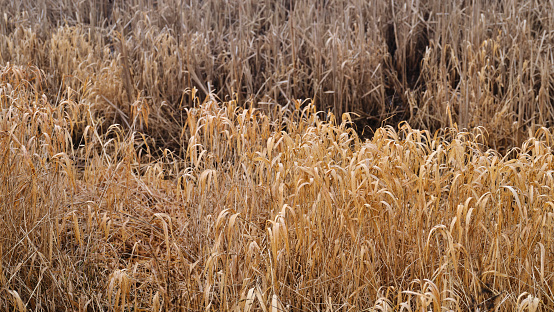 Yellow reed in the field. Bright natural background with sunset. Selective soft focus of beach dry grass, reeds, stalks blowing in the wind at golden sunset light, horizontal