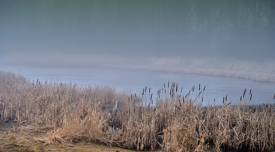 Beautiful bog landscape in autumn, bog vegetation painted in autumn, small swamp lakes, islands overgrown with small bog, reed, grass, moss cover the ground,