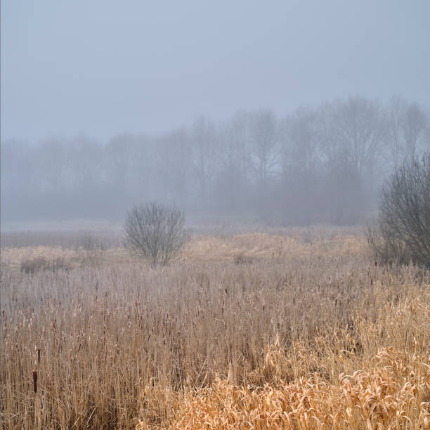 Beautiful bog landscape in autumn, bog vegetation painted in autumn, small swamp lakes, islands overgrown with small bog, reed, grass, moss cover the ground,