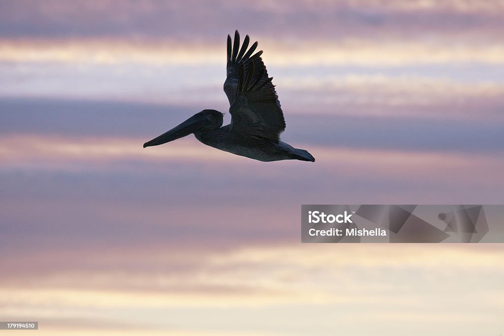 Pelican is flying over  Caribbean sea Pelican is  flying over  Caribbean sea at sunset Animal Wildlife Stock Photo