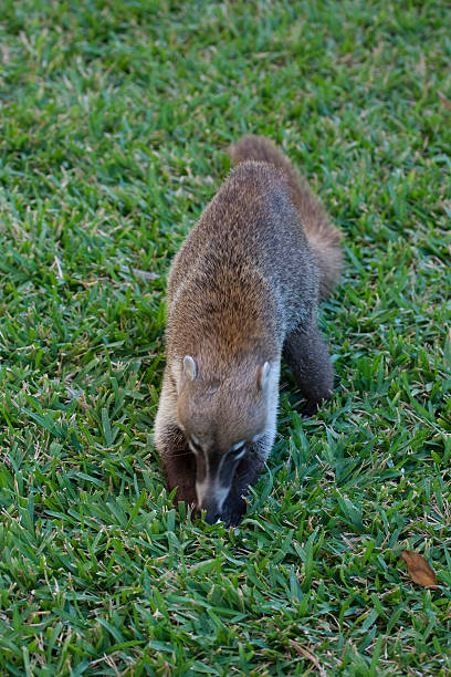 istock Cozumel raccoon seaking for food 179194559