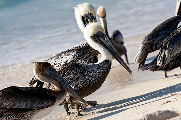 istock Pelicans are walking on a shore 179194612