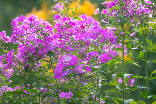 Phlox in blossom