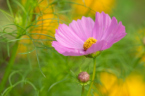 Close shot of a flowering mallow with flowering sunflowers in the background.