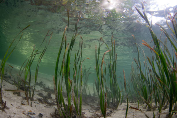 istock Seagrass Meadow Grows in Indonesia 1791962965