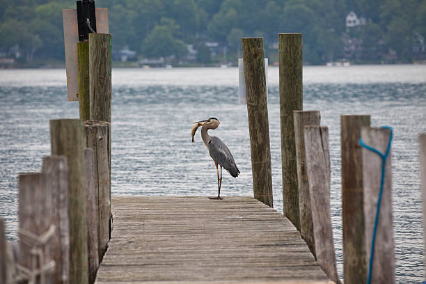istock Great Blue Heron- successful fishing 179196314