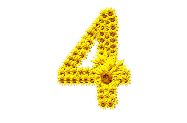 "4" sunflower number stock photo