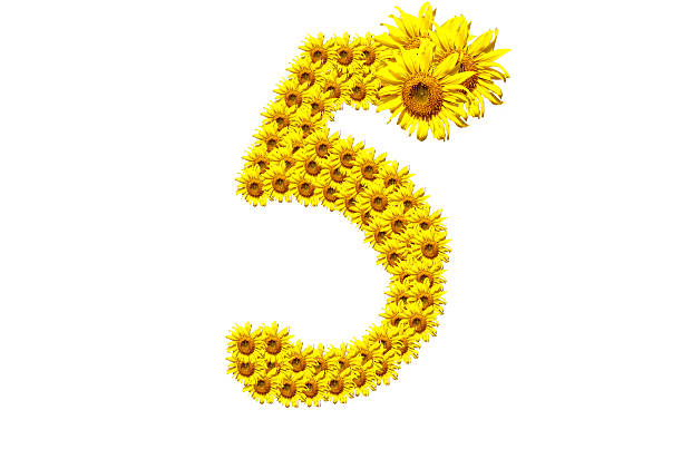 "5" sunflower number stock photo
