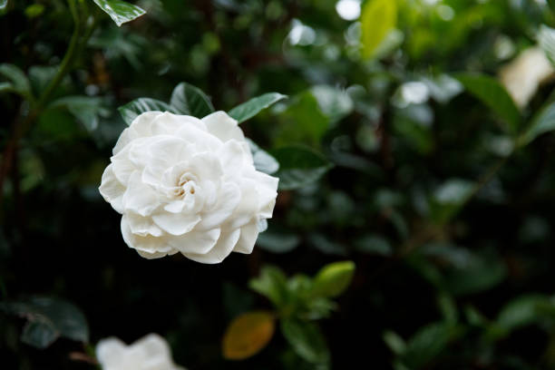 Gardenia jasminoides J.Ellis