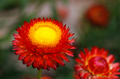 Beautiful red-yellow flower marigold close-up. Bright and colorful garden flowers. Medicinal plants. Selective focus, blurred background.