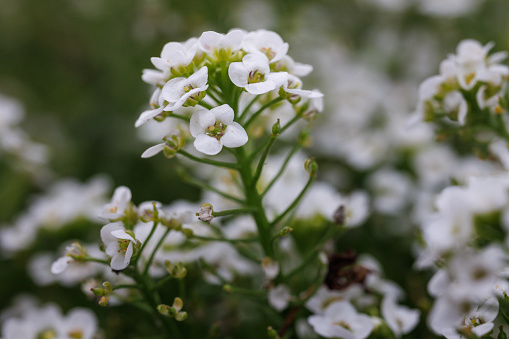 White meadow flower yarrow on natural background. Close up