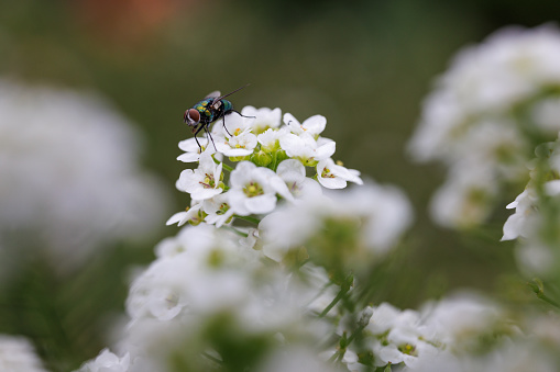 small forest beetle with long whiskers on forest flower