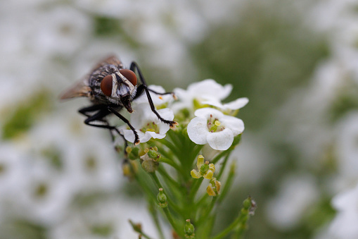 Extreme Macro of living Hornet feeding on fruit, alive, autumn garden, side view, vespa crabro
