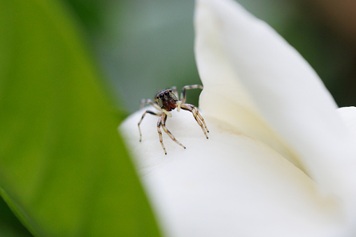 Jumping spider on gardenia petal