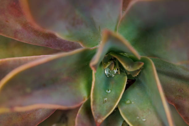 Water drops on succulent plant
