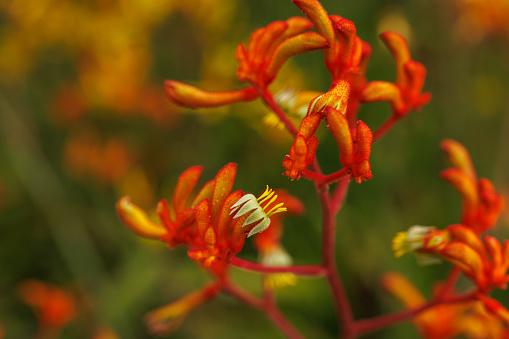 Red and yellow Hemerocallis hybrid Daylily 'Ruby Spider' n flower.