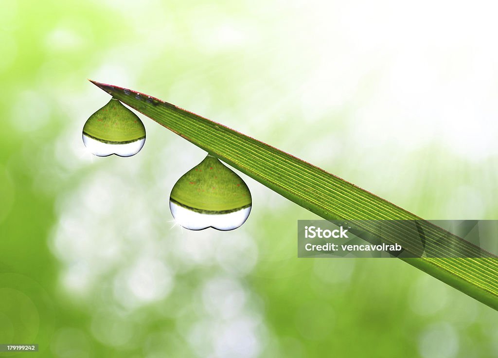 dew in the shape heart fresh morning dew in the shape heart Beauty In Nature Stock Photo