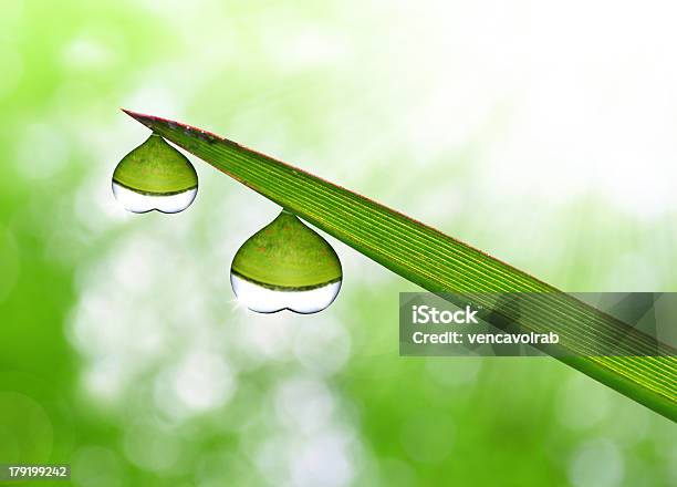 Dew In The Shape Heart Stock Photo - Download Image Now - Beauty In Nature, Close-up, Condensation