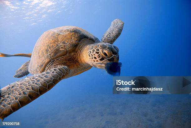 Turtle Essen Qualle In Red Sea Ägypten Stockfoto und mehr Bilder von Bastardschildkröte - Bastardschildkröte, Füttern, Qualle