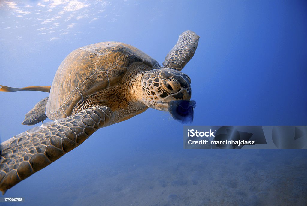 Tortue Méduse manger au bord de la mer Rouge, Égypte - Photo de Tortue olivâtre libre de droits