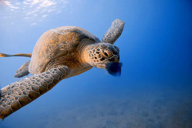 Photo of turtle eating jellyfish in Red Sea, Egypt