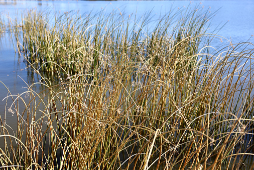 Cattails are blooming over the marsh at truths landing on the maryland eastern shore on a bright sunny day