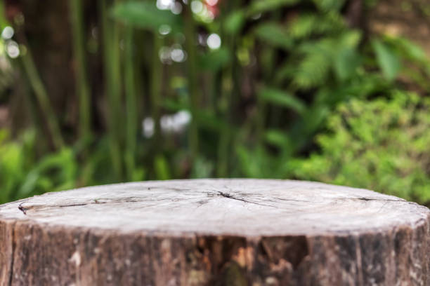 istock Empty old tree stump table top with blur green tropical garden background for product display 1792021644