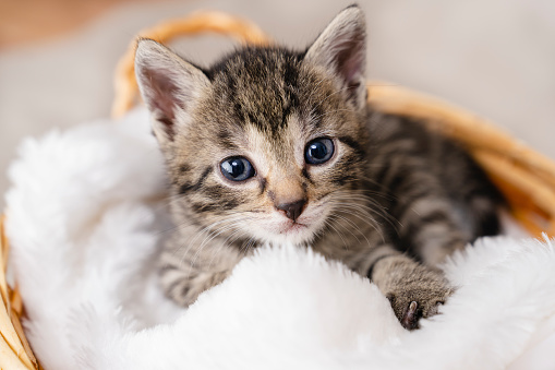 Fun and Challenging Pet.Pet Health Insurance.Regular tooth and nail care cat.Small kitten in a basket.Beautiful cat posing on gray background.funny pet playing.Little cute kitten sitting on soft cat's shelf of a cat's house.Health Concerns for Cats.
