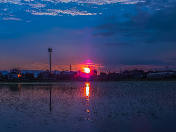 istock nature rice field colorful  on sunset 179203005
